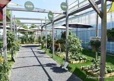Outside at Syngenta Flowers, there are more trials and presentations, like Vegetalis, a new concept including hobby vegetables, fruits and herbs.